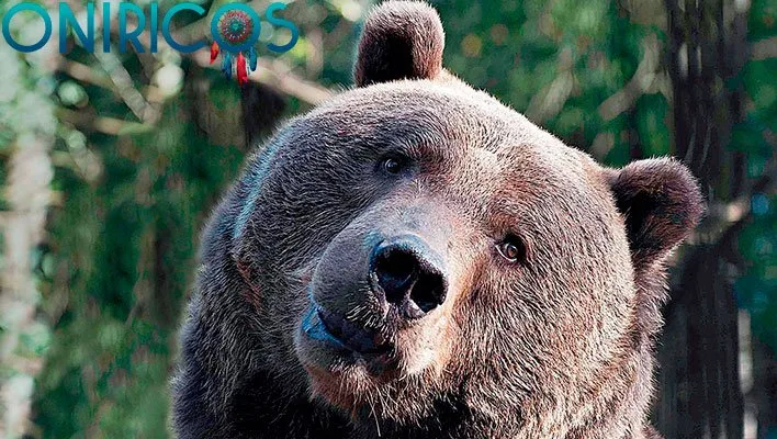 dreaming about a bear - oneiromancy