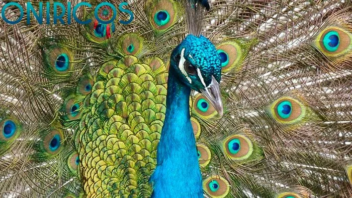 dreaming about a peacock - oneiromancy