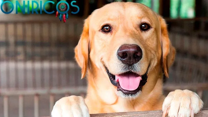 soñar con un perro - oniromancia