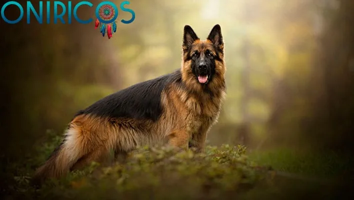 soñar con un perro pastor - oniromancia