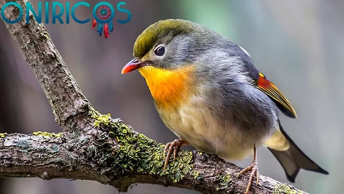 dreaming about a nightingale - oneiromancy