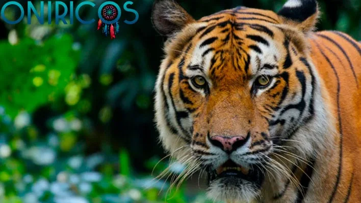 dreaming about a tiger - oneiromancy