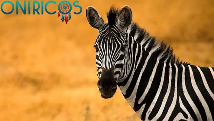 dreaming about a zebra - oneiromancy