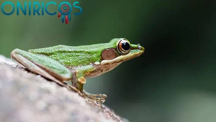 dreaming about a frog - oneiromancy