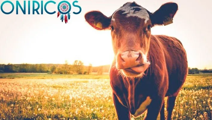 dreaming about a cow - oneiromancy