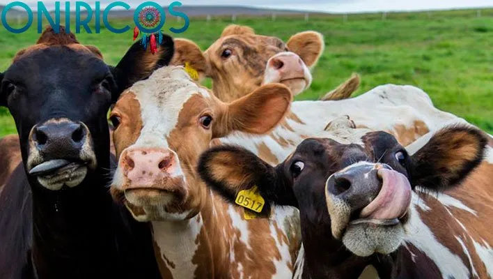 dreaming about cows - oneiromancy