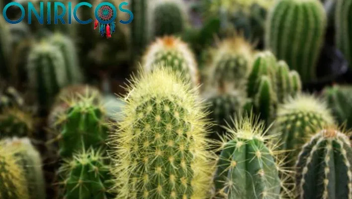 dreaming about cactus - oniricos