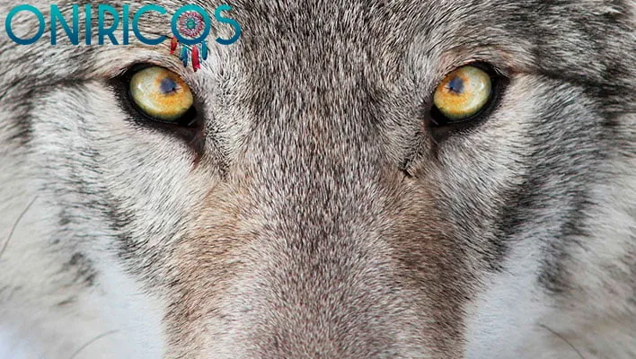 dreaming about being chased by wild animals - oneiromancy