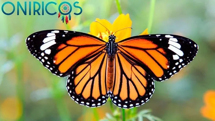 dreaming that a butterfly lands on you - oneiromancy