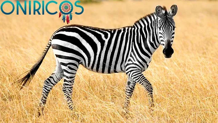 Soñar con cebras: ¿Qué significa este poderoso animal espiritual?