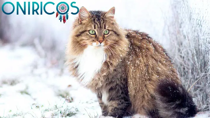 SOÑAR con GATOS 🐈✨¿Qué Significa? ¿Qué quiere decir? significado de Soñar con gatos