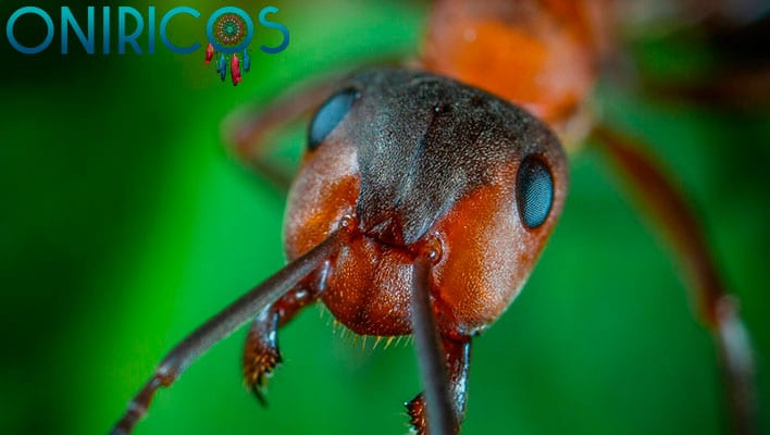soñar con hormigas en la cama - oniromancia