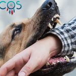 SOÑAR que TE MUERDE UN PERRO ✨🐶✨ ¿Qué Significa? ¿Qué quiere decir? soñar que te muerde un perro - oniromancia.jpg