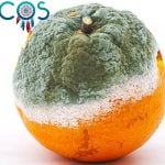 Soñar con fruta podrida