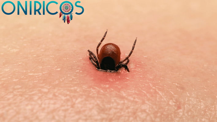 SOÑAR con GARRAPATAS ✨ ¿Qué Significa? ¿Qué quiere decir? 1 Soñar con garrapatas