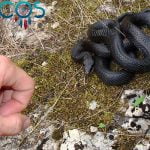 SOÑAR que te MUERDE una SERPIENTE ✨🐍✨ ¿Qué Significa? ¿Qué quiere decir este sueño? Soñar que te muerde una serpiente